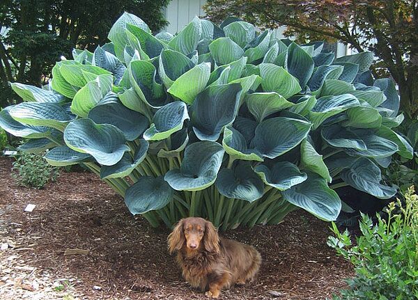 Gentle Giant