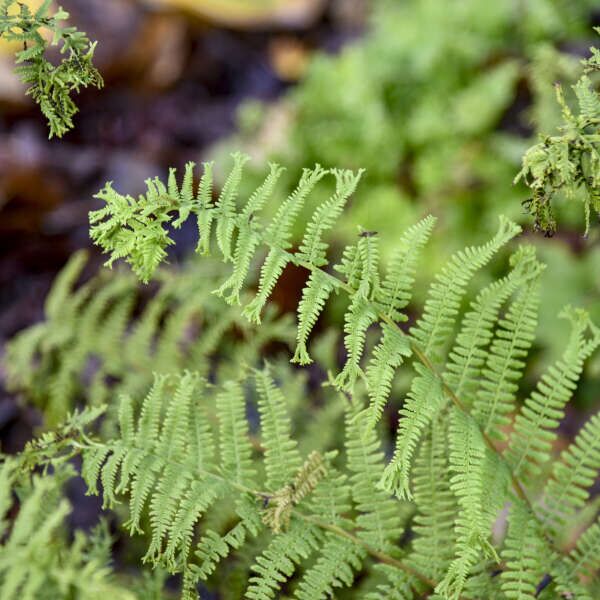 Fronds Forever