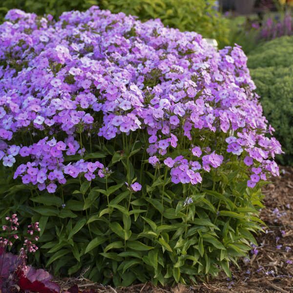 Blush Phlox