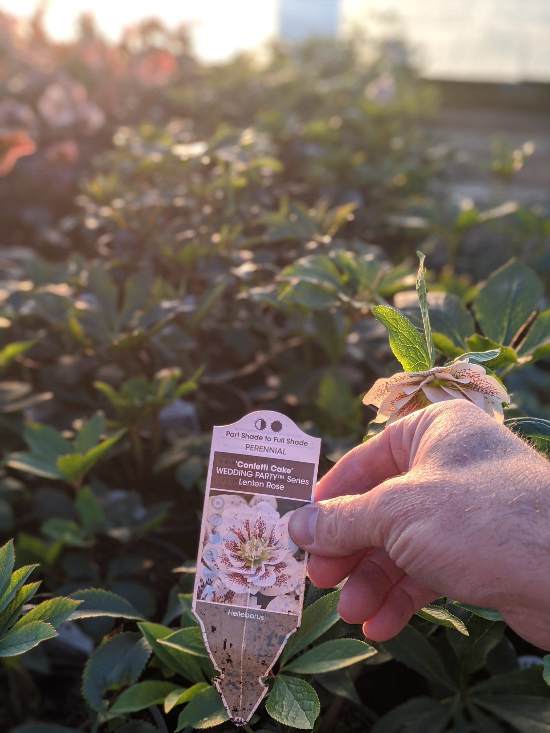 Confetti Cake - Image 3
