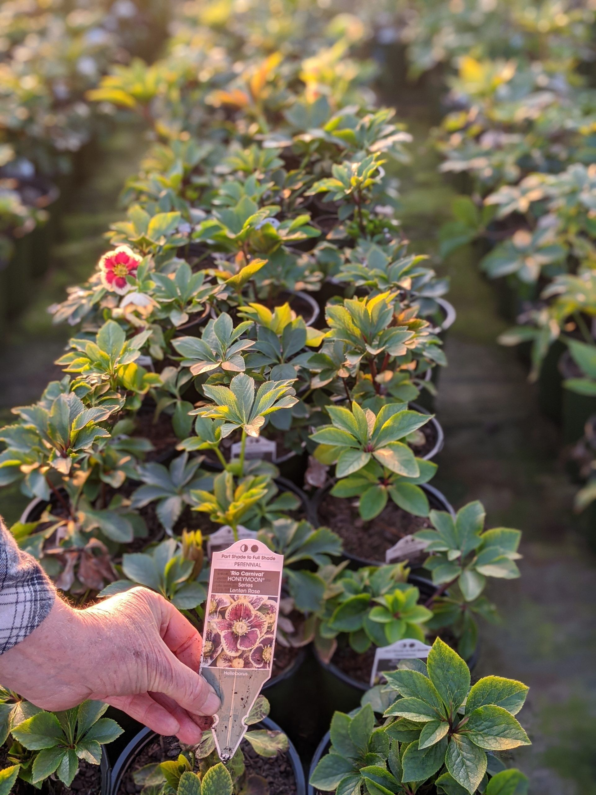 Rio Carnival - Image 3