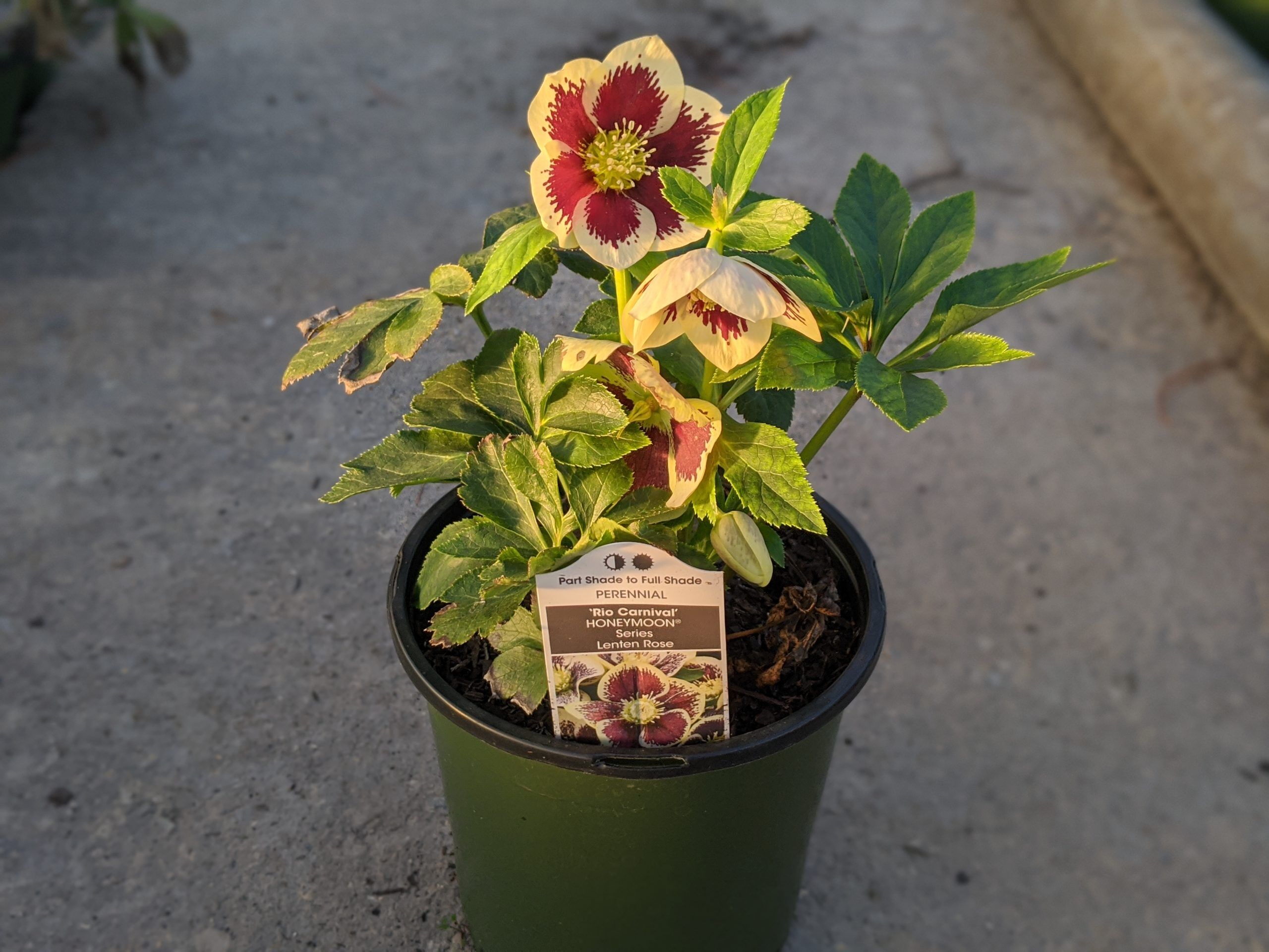 Rio Carnival - Image 2