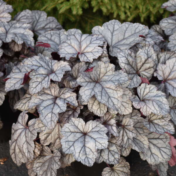 Frosted Berry