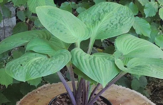 Mango Lettuce