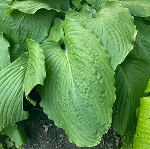 Mint Rushmore - Image 2