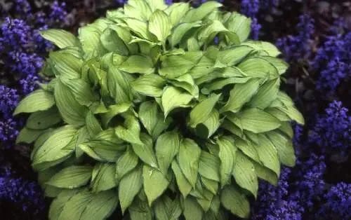 Twist of Lime