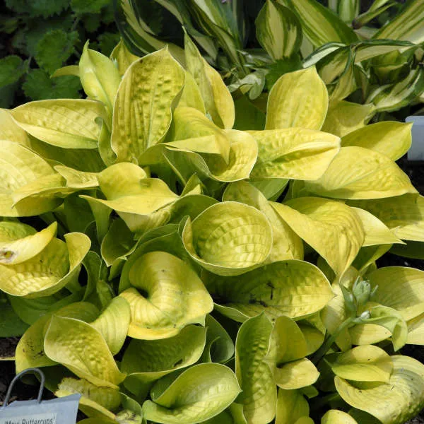 Maui Buttercups