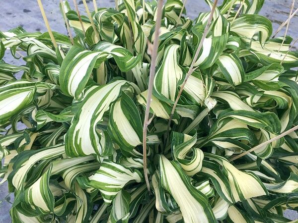 Twisted Spearmint