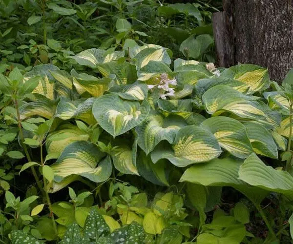 Great Expectations  Hostas on the Bluff