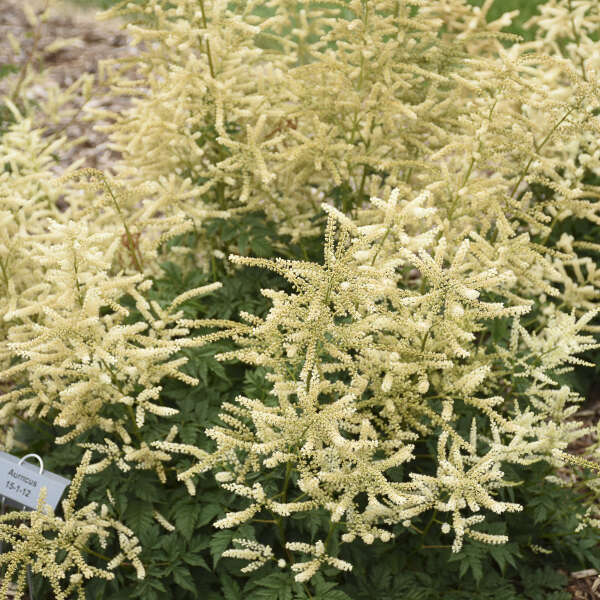 Goatee Goats Beard