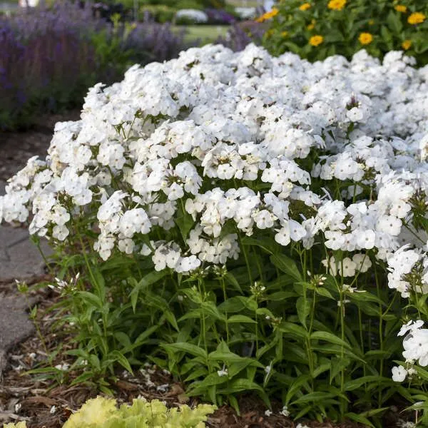 White Phlox