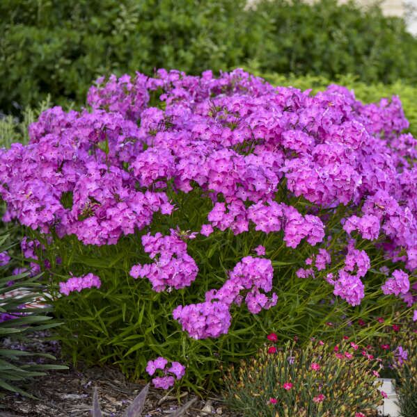 Ultra Pink Phlox