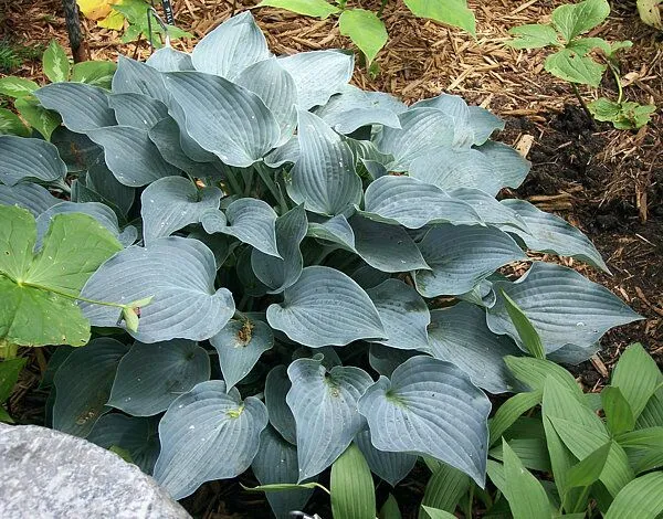 Purple Verticulated Elf