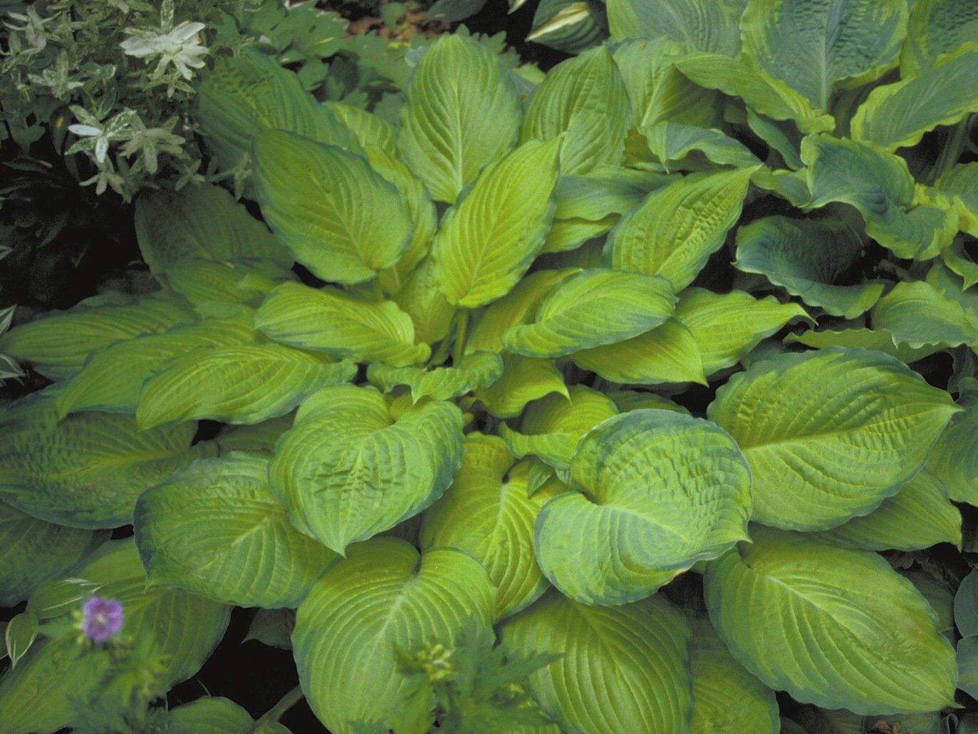 Yesterday's Memories