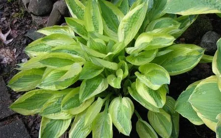 Yellow Polkadot Bikini