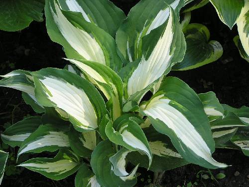 Night Before Christmas