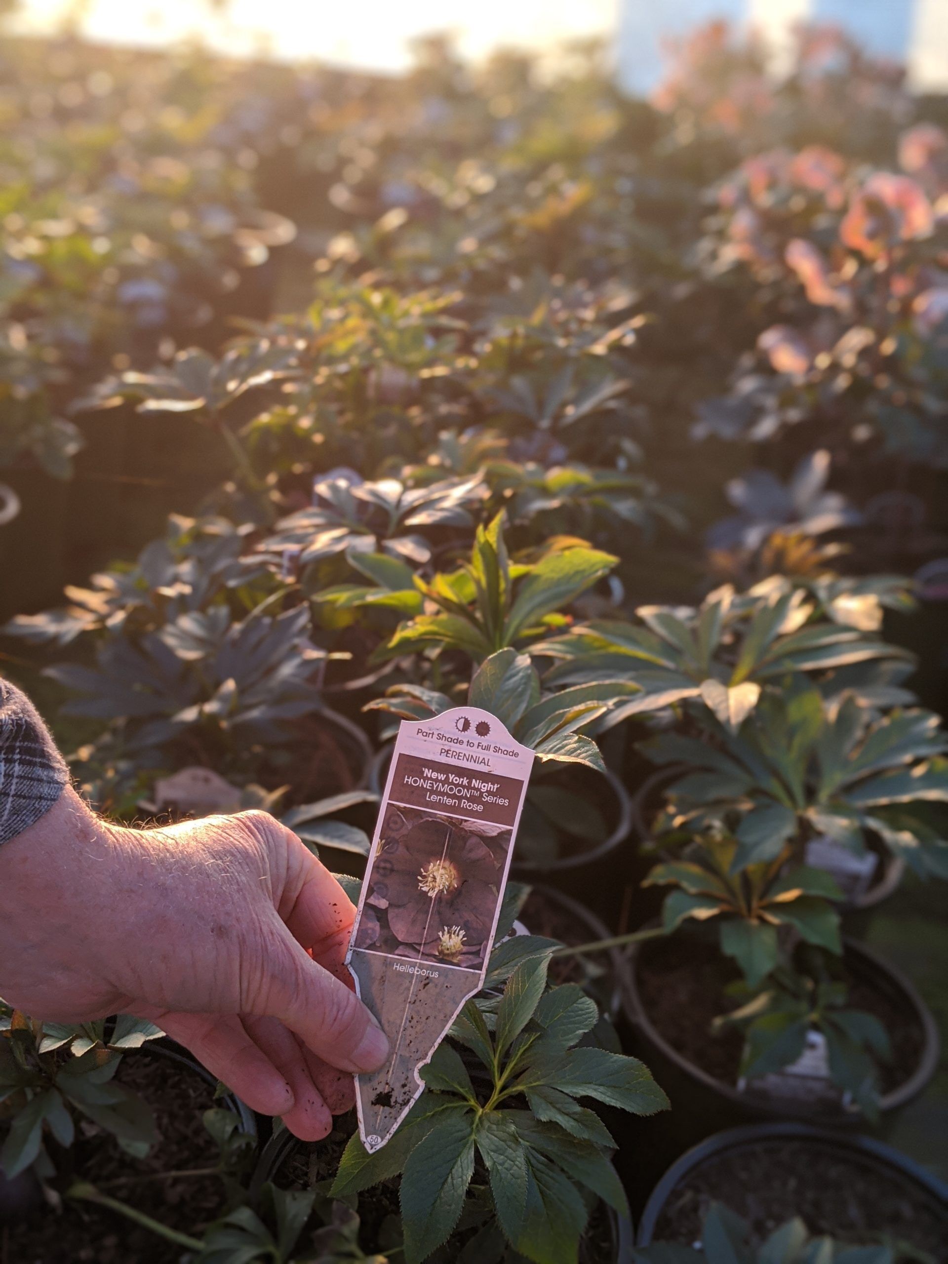 New York Night - Image 2