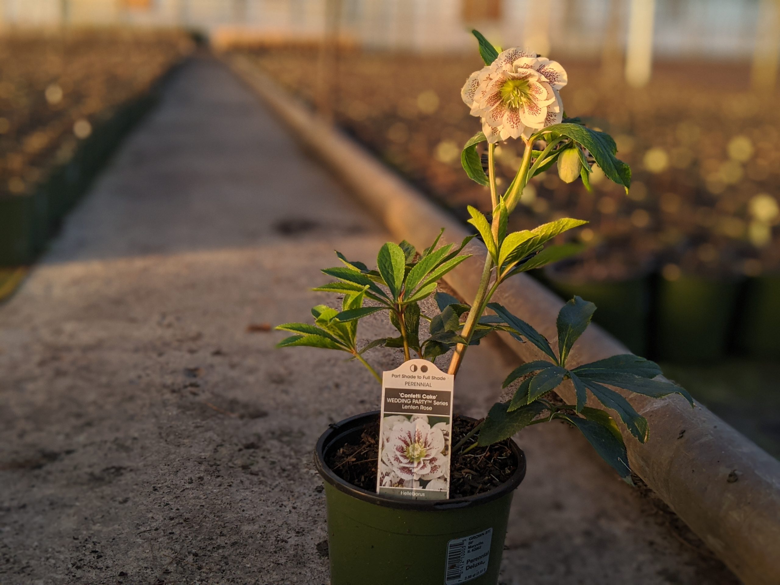 Confetti Cake - Image 2