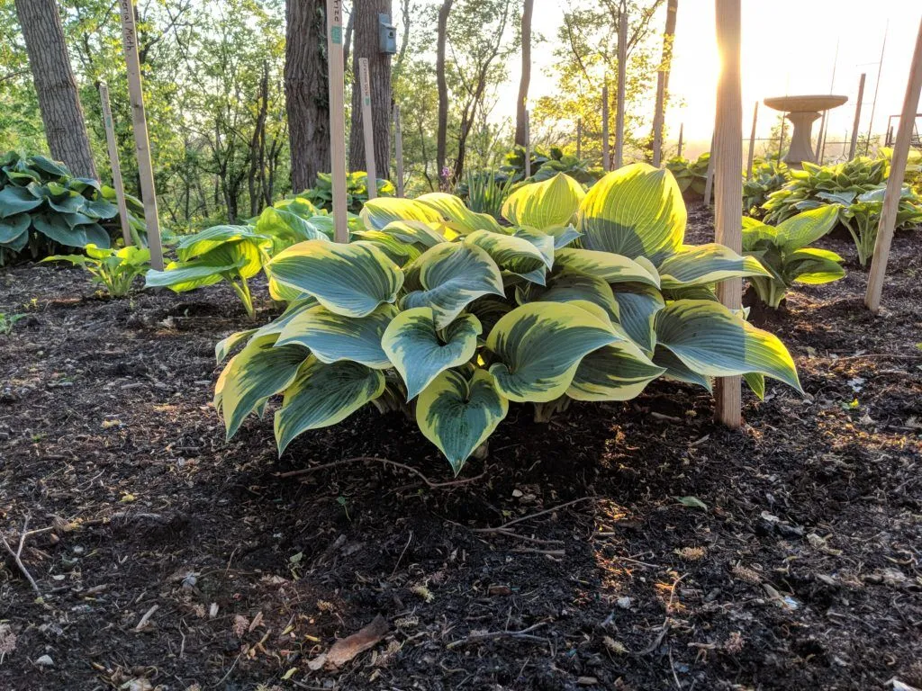First Frost