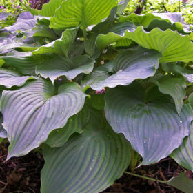 Komodo Dragon - Hostas on the Bluff