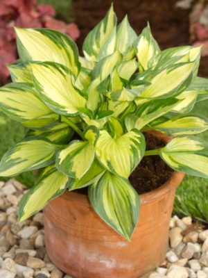 Colored Hulk - Hostas on the Bluff