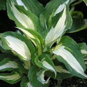 Night Before Christmas