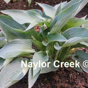 Silver Tongued Devil