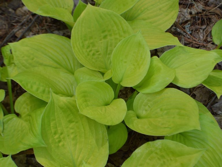 Stuck in Time - Hostas on the Bluff