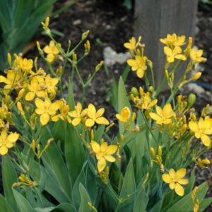 Yellow Blackberry Lily