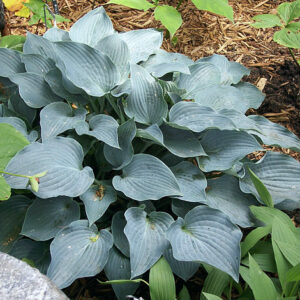 Purple Verticulated Elf