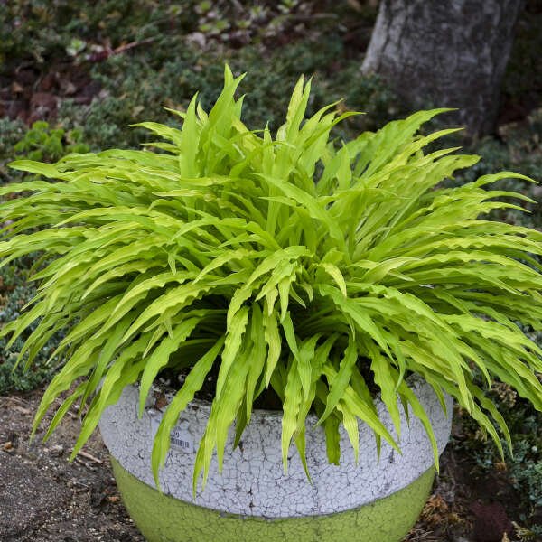 Party Streamers