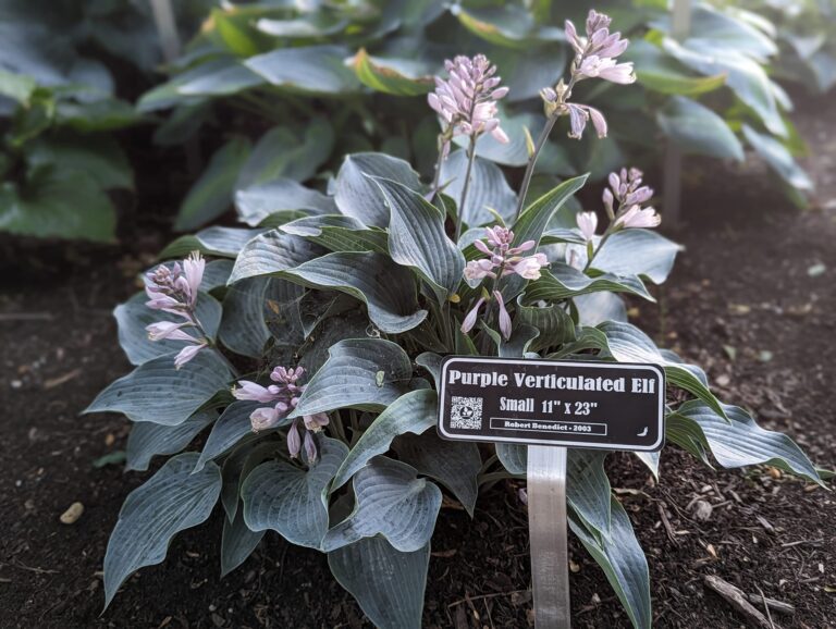 Custom Garden Signs