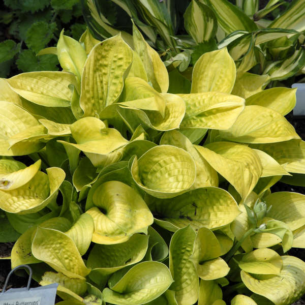 Maui Buttercups